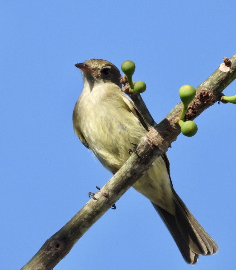 Caribbean Elaenia - ML647048810