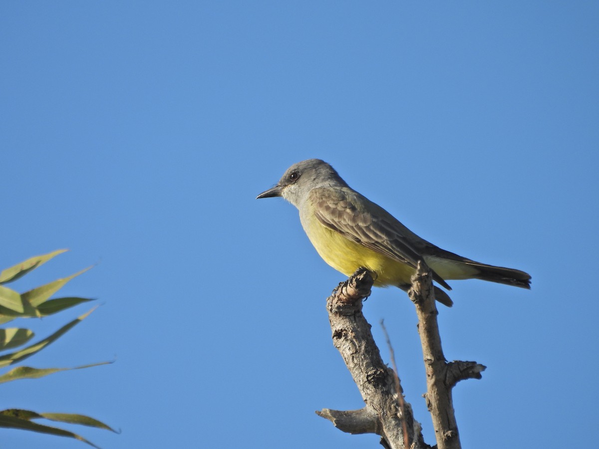 Cassin's Kingbird - ML647048811