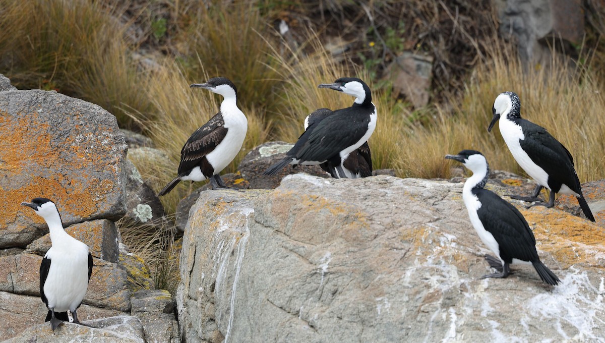 Black-faced Cormorant - ML647048812