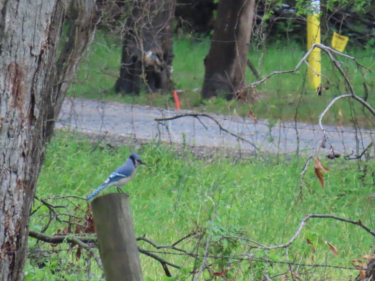 Blue Jay - ML647048813