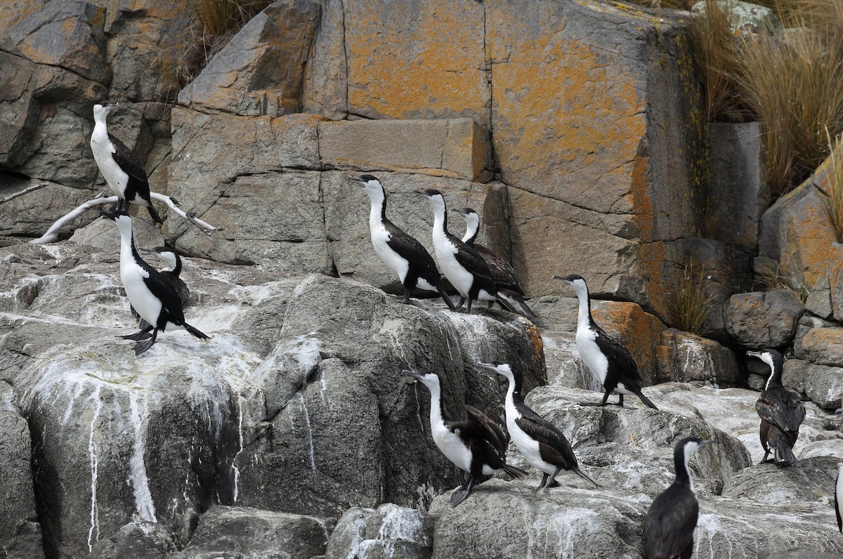 Black-faced Cormorant - ML647048814