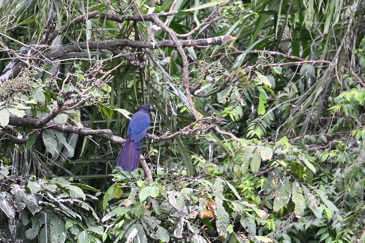 Greater Ani - ML647048815