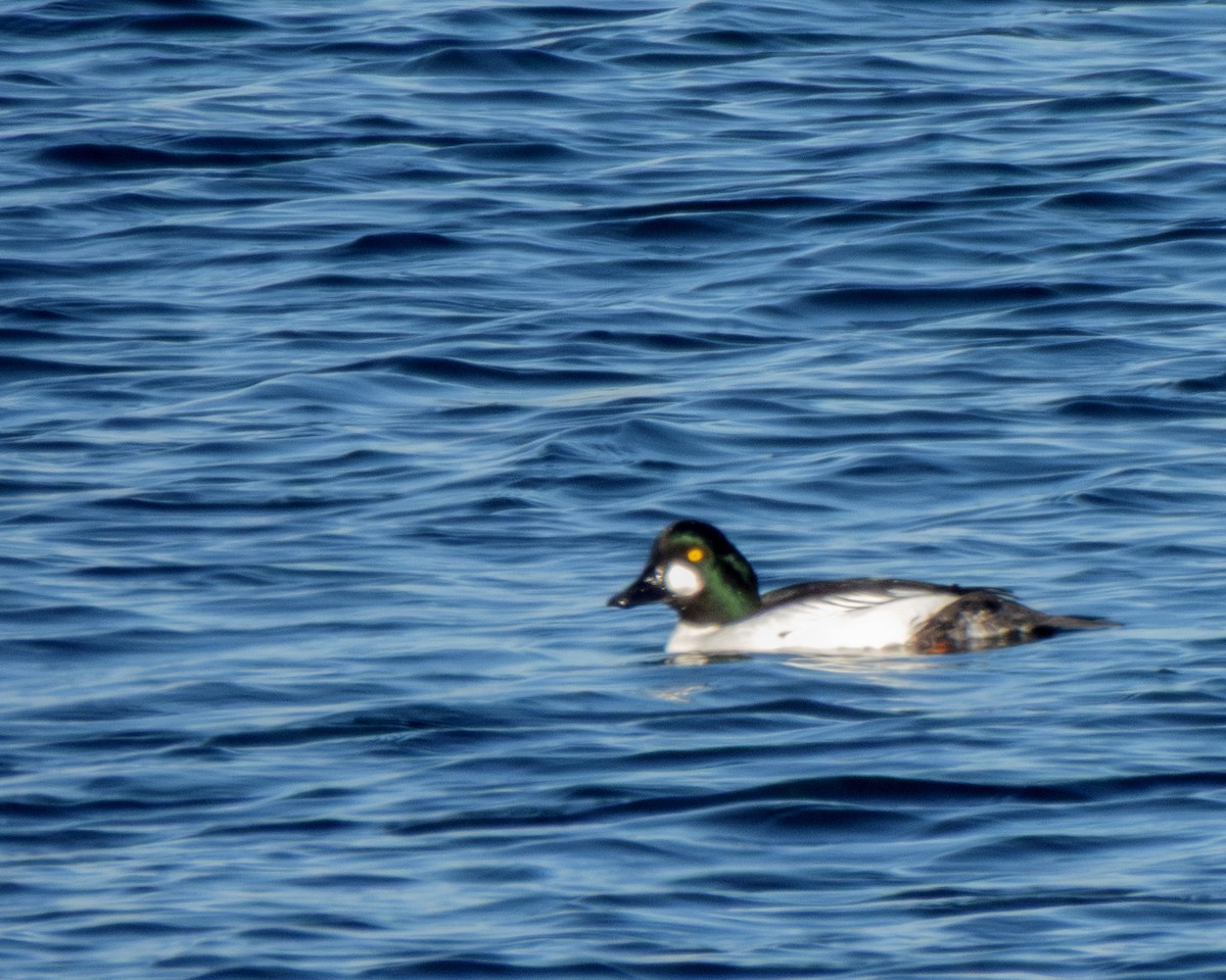 Common Goldeneye - ML647048816
