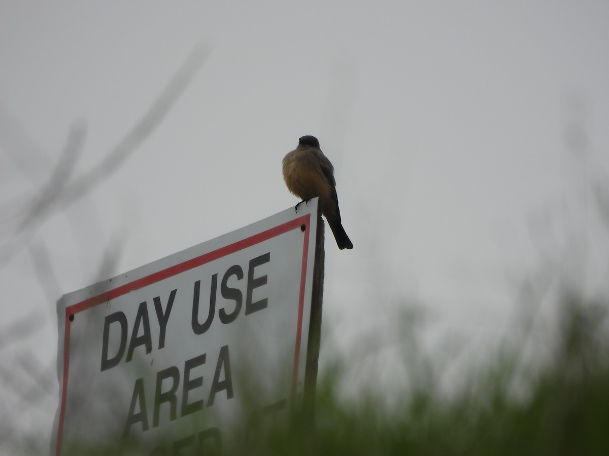 Say's Phoebe - ML647048817