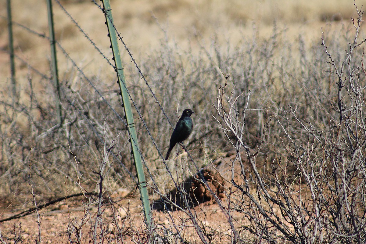 Brewer's Blackbird - ML647048818