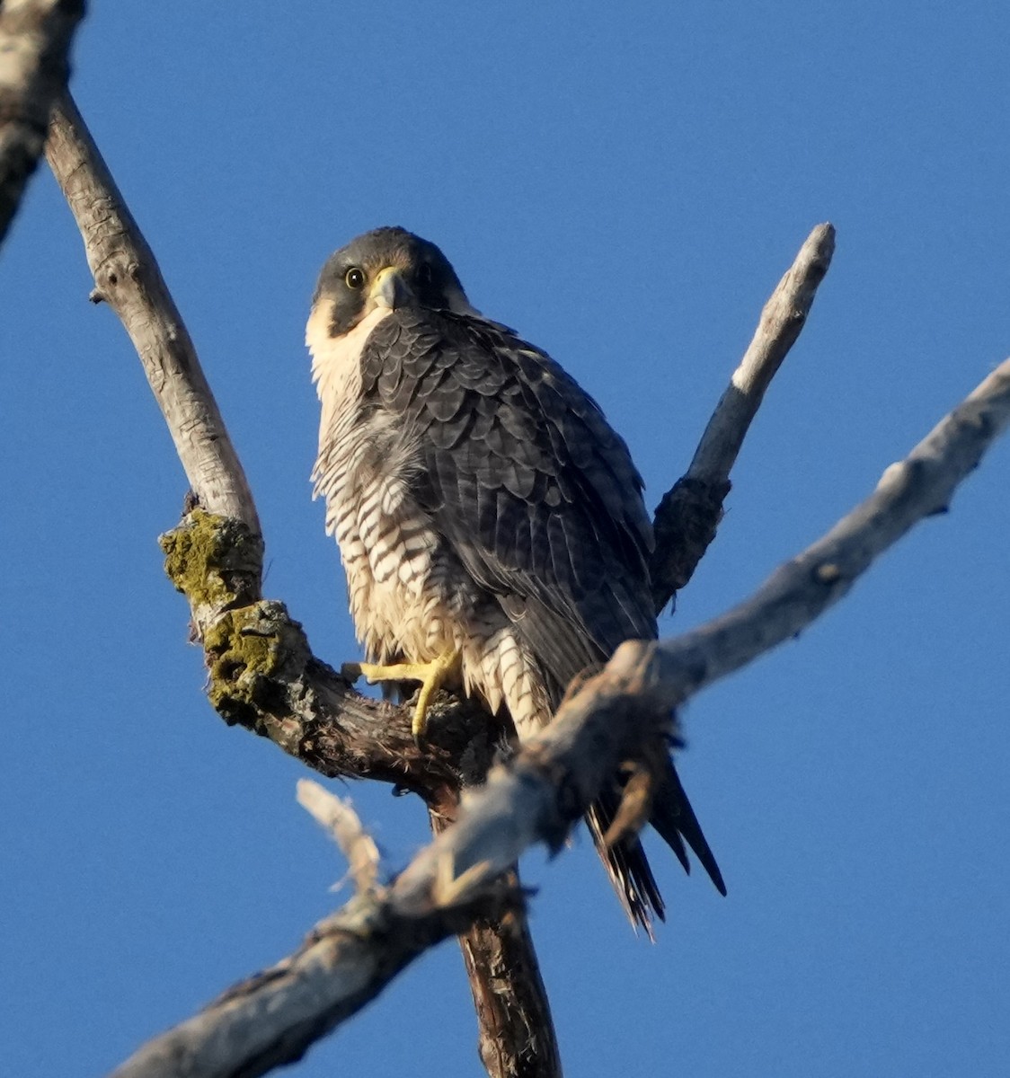 sokol stěhovavý - ML647048819