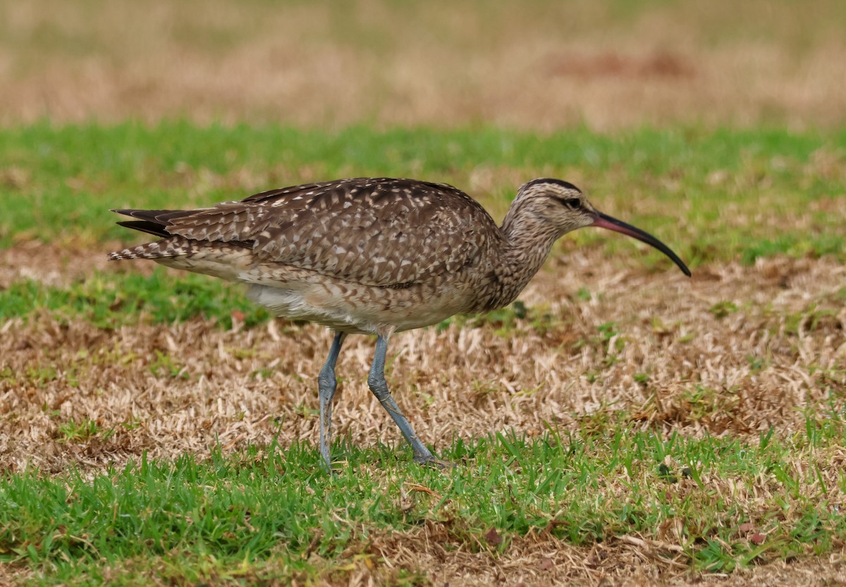 Hudsonian Whimbrel - ML647048820