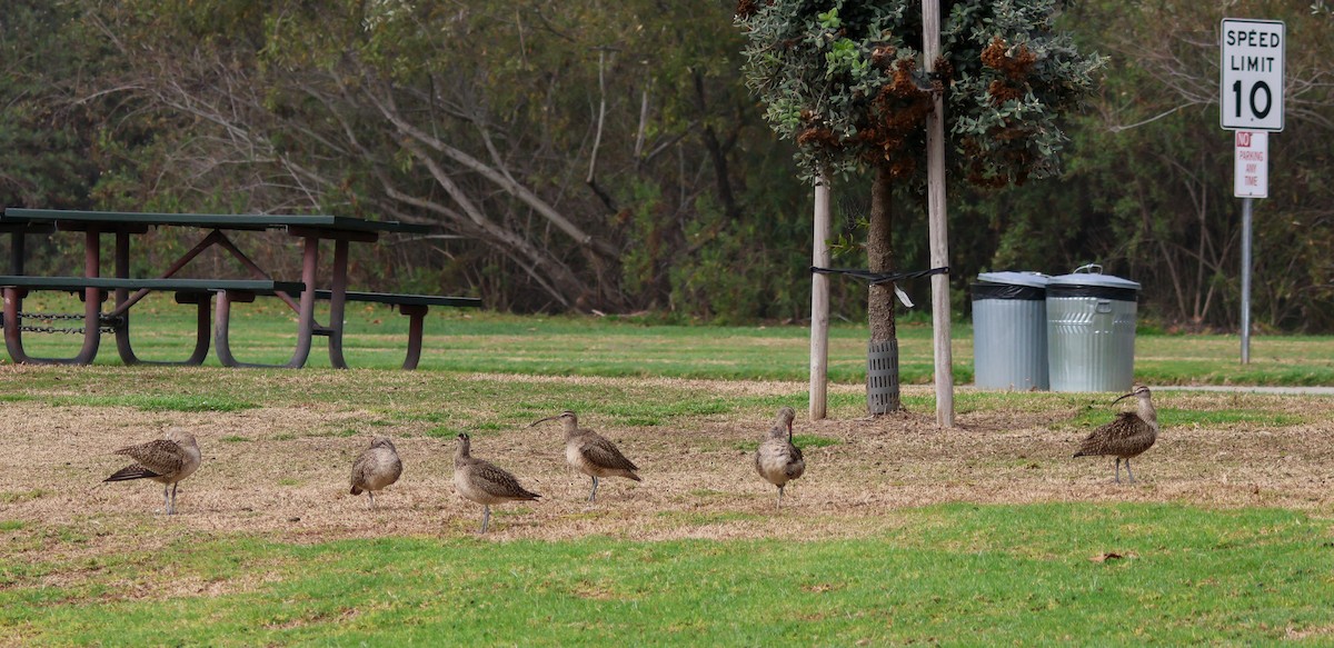 Hudsonian Whimbrel - ML647048821