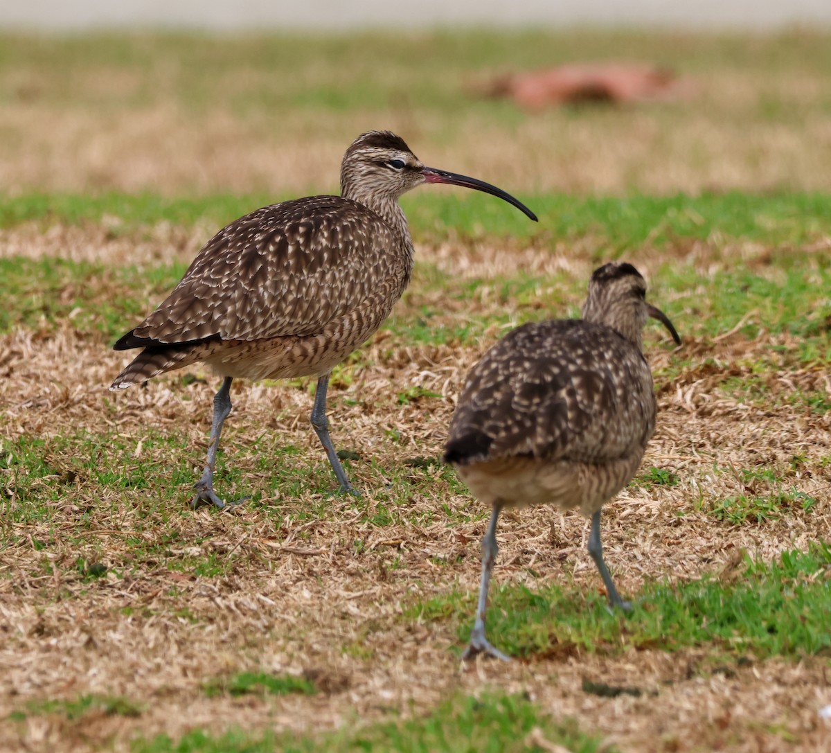 Hudsonian Whimbrel - ML647048822