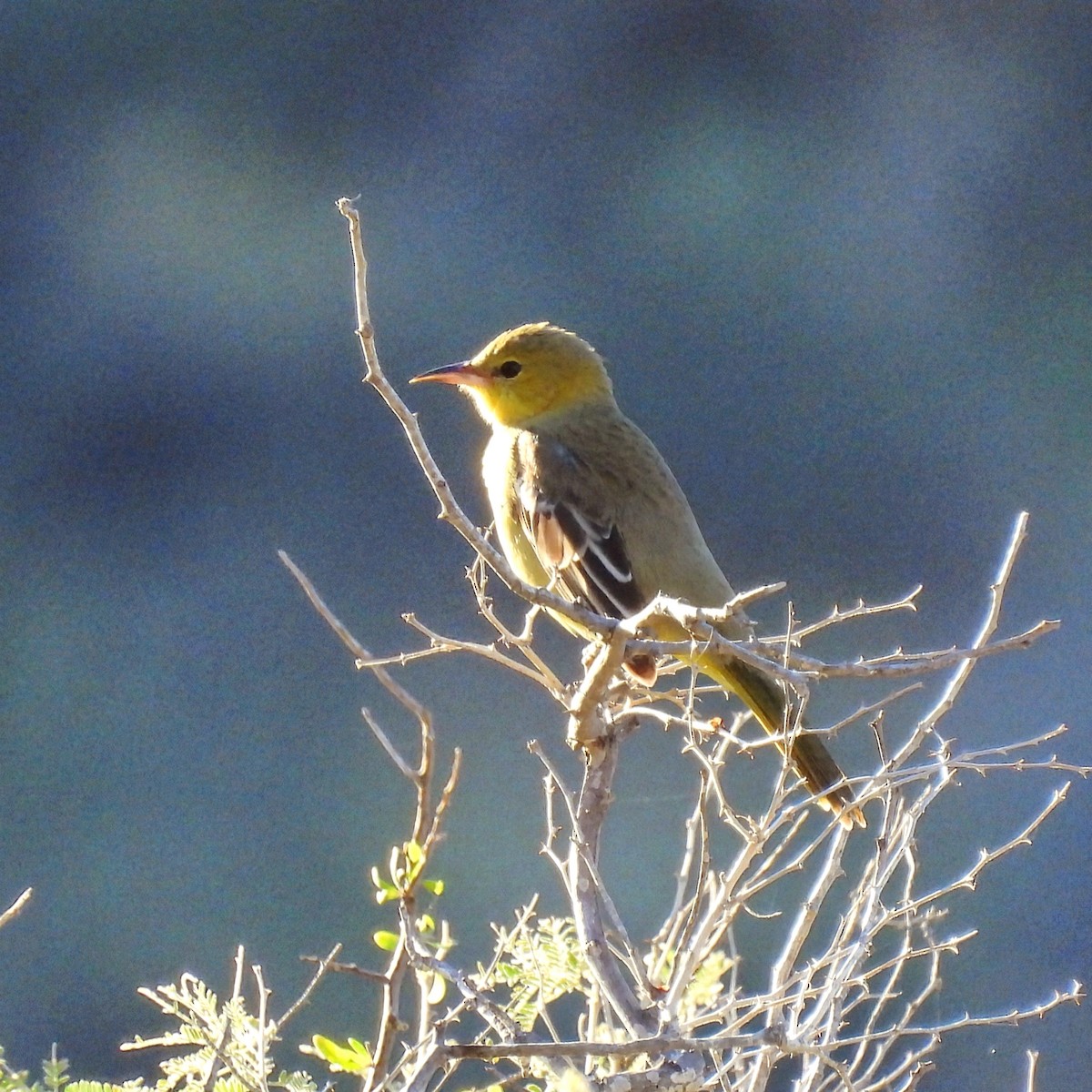 Hooded Oriole - ML647048823