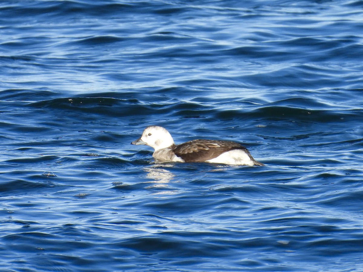 Long-tailed Duck - ML647048825