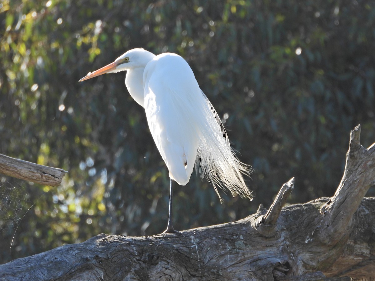 Great Egret (modesta) - ML647048826