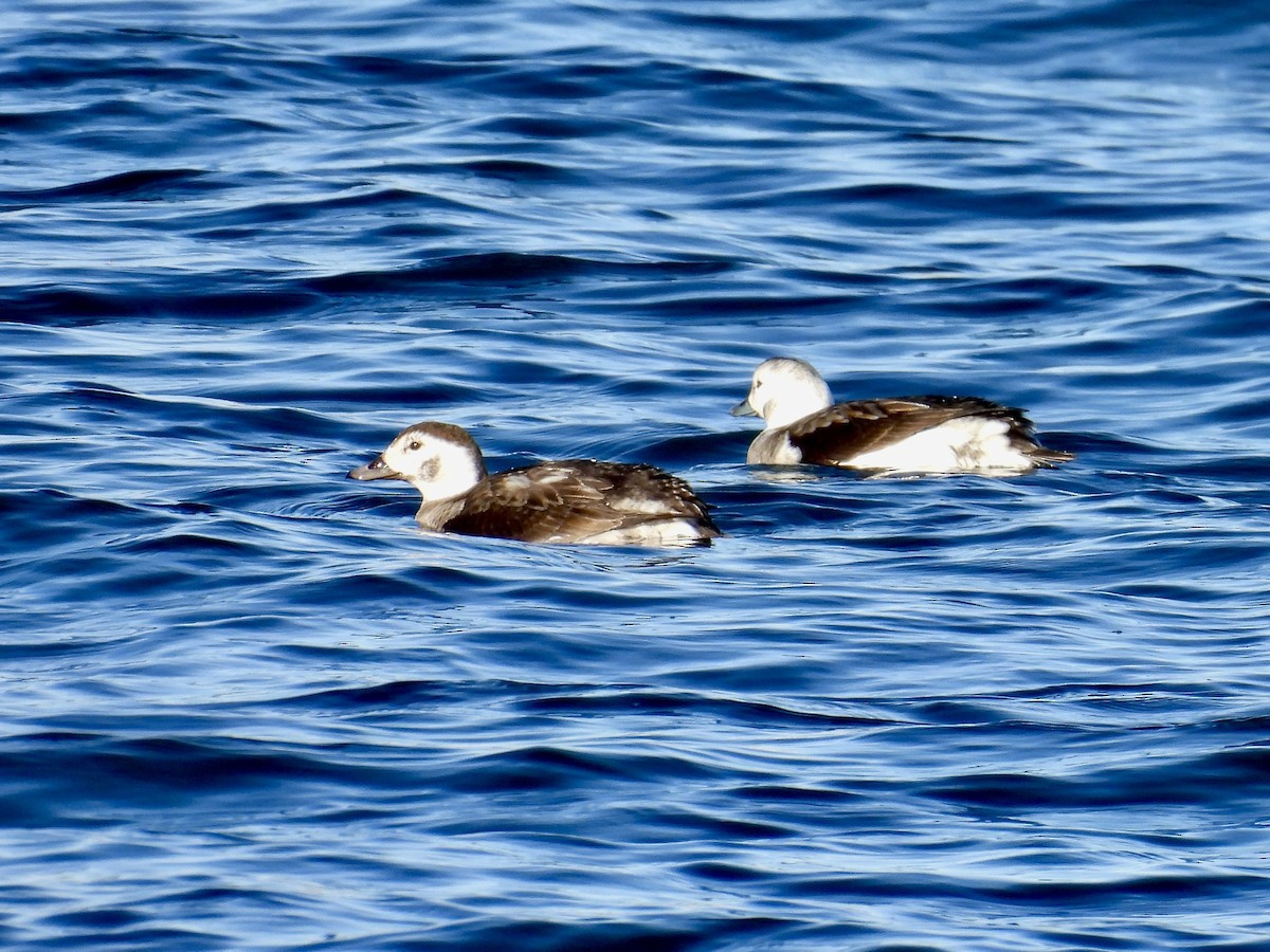Long-tailed Duck - ML647048827