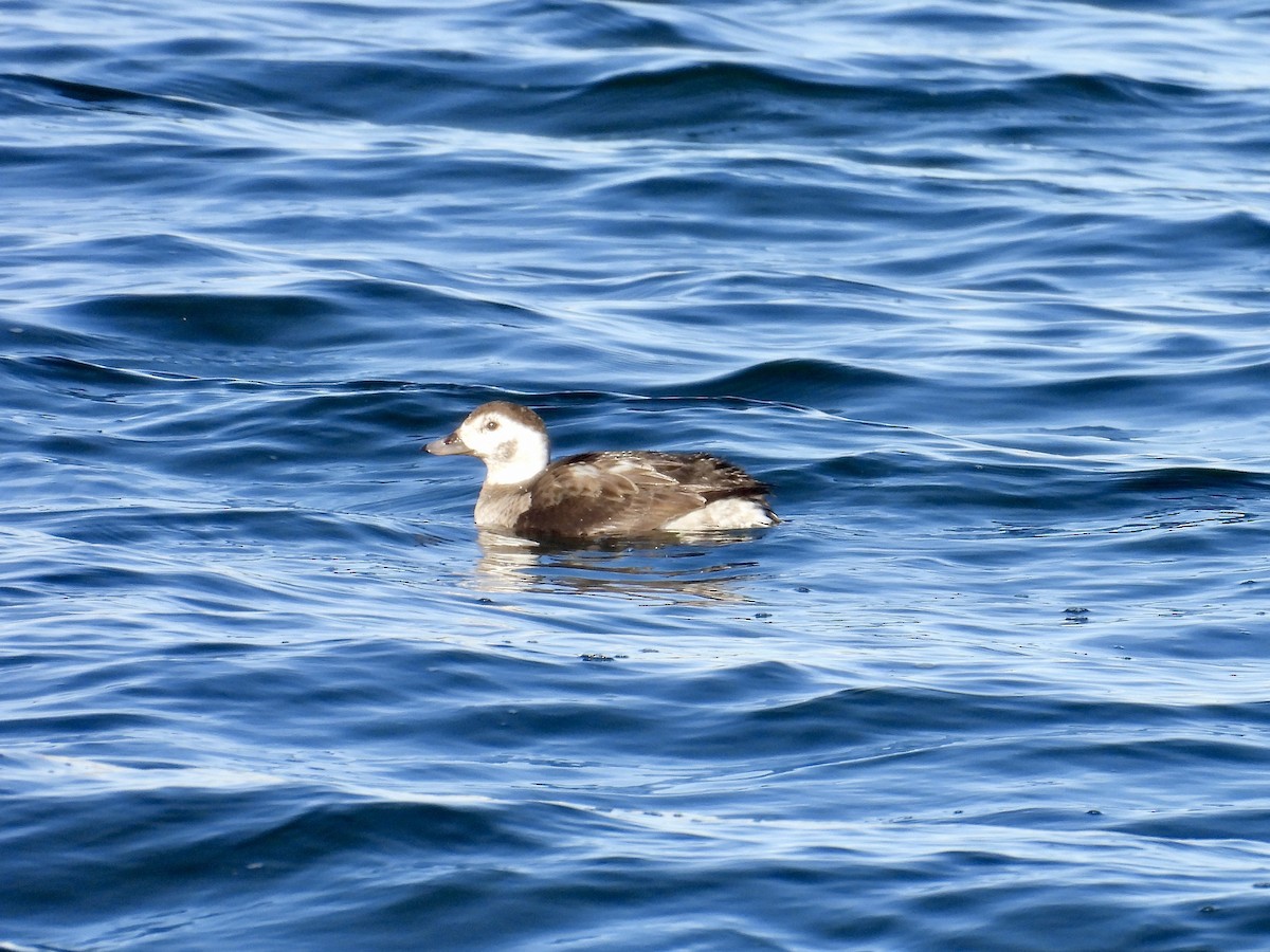 Long-tailed Duck - ML647048828