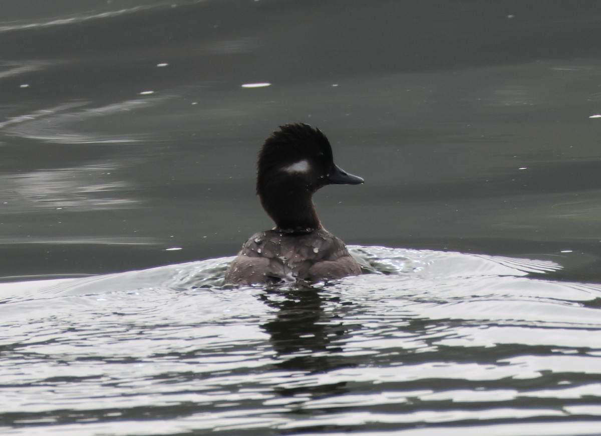Bufflehead - ML647048829