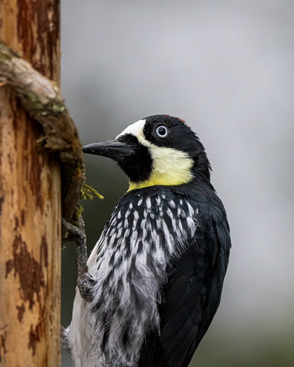 Acorn Woodpecker - ML647048830