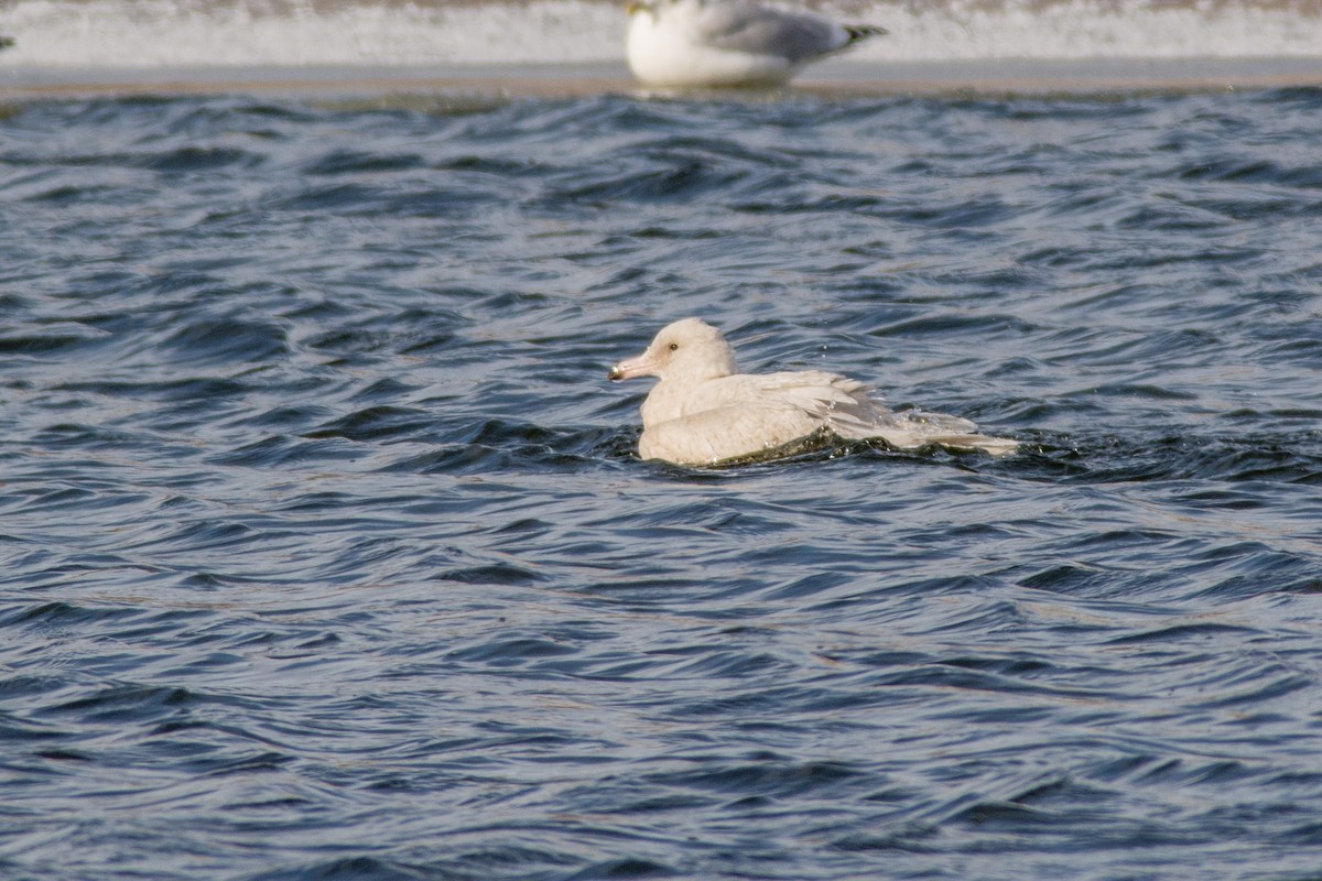 Glaucous Gull - ML647048831