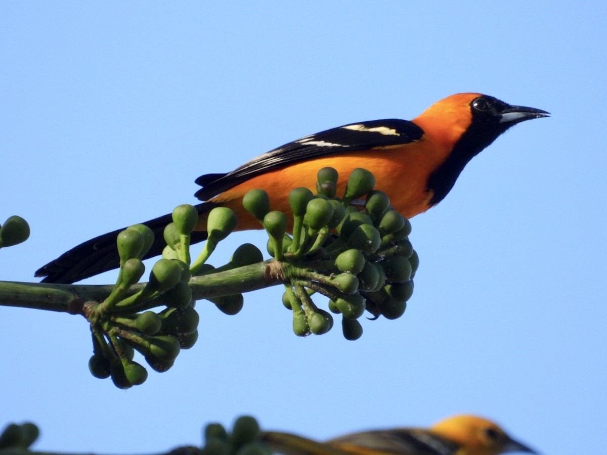 Hooded Oriole - ML647048833