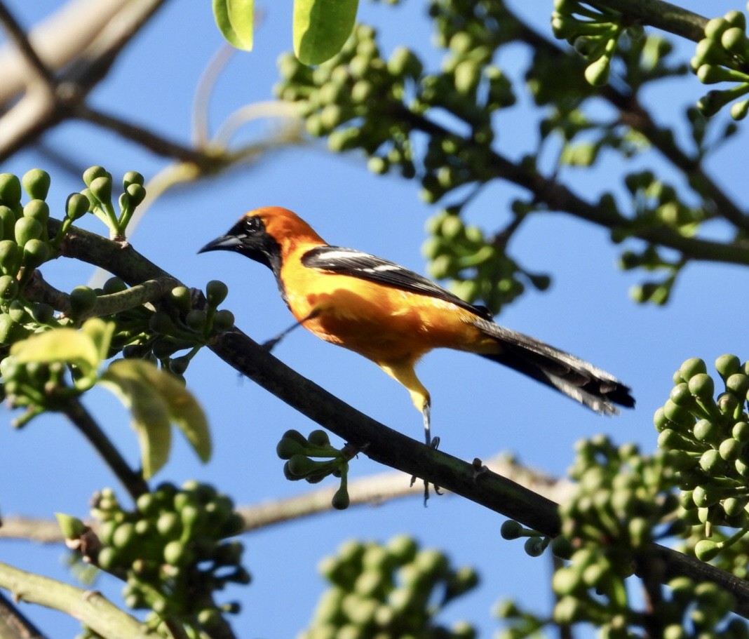 Hooded Oriole - ML647048834
