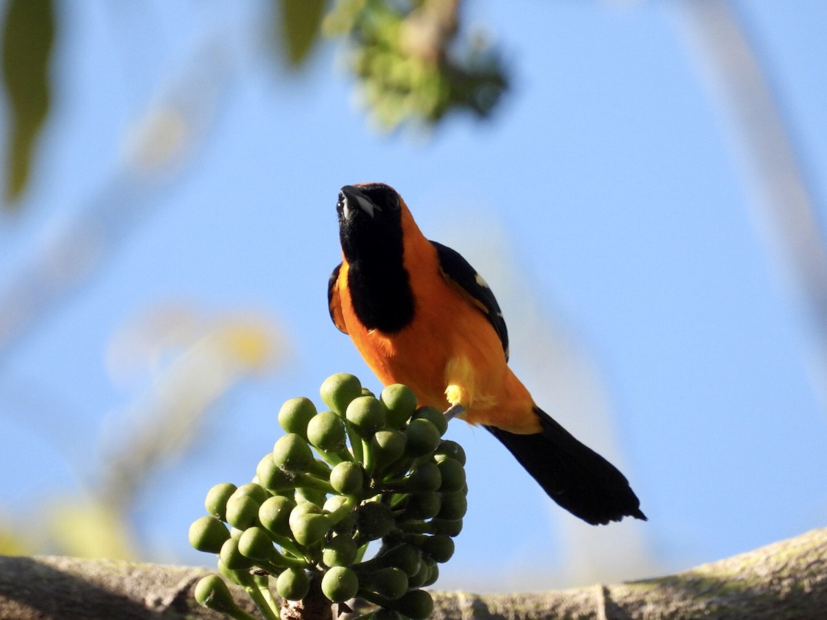 Hooded Oriole - ML647048835