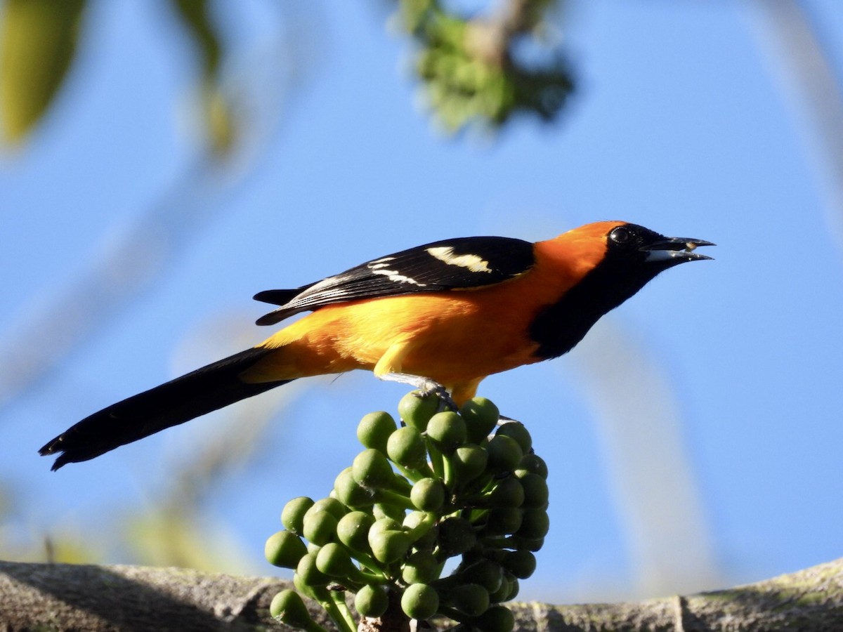 Hooded Oriole - ML647048836