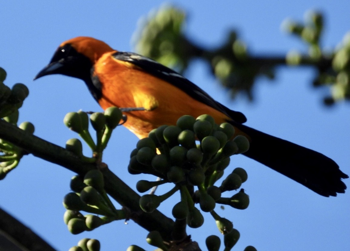 Hooded Oriole - ML647048837