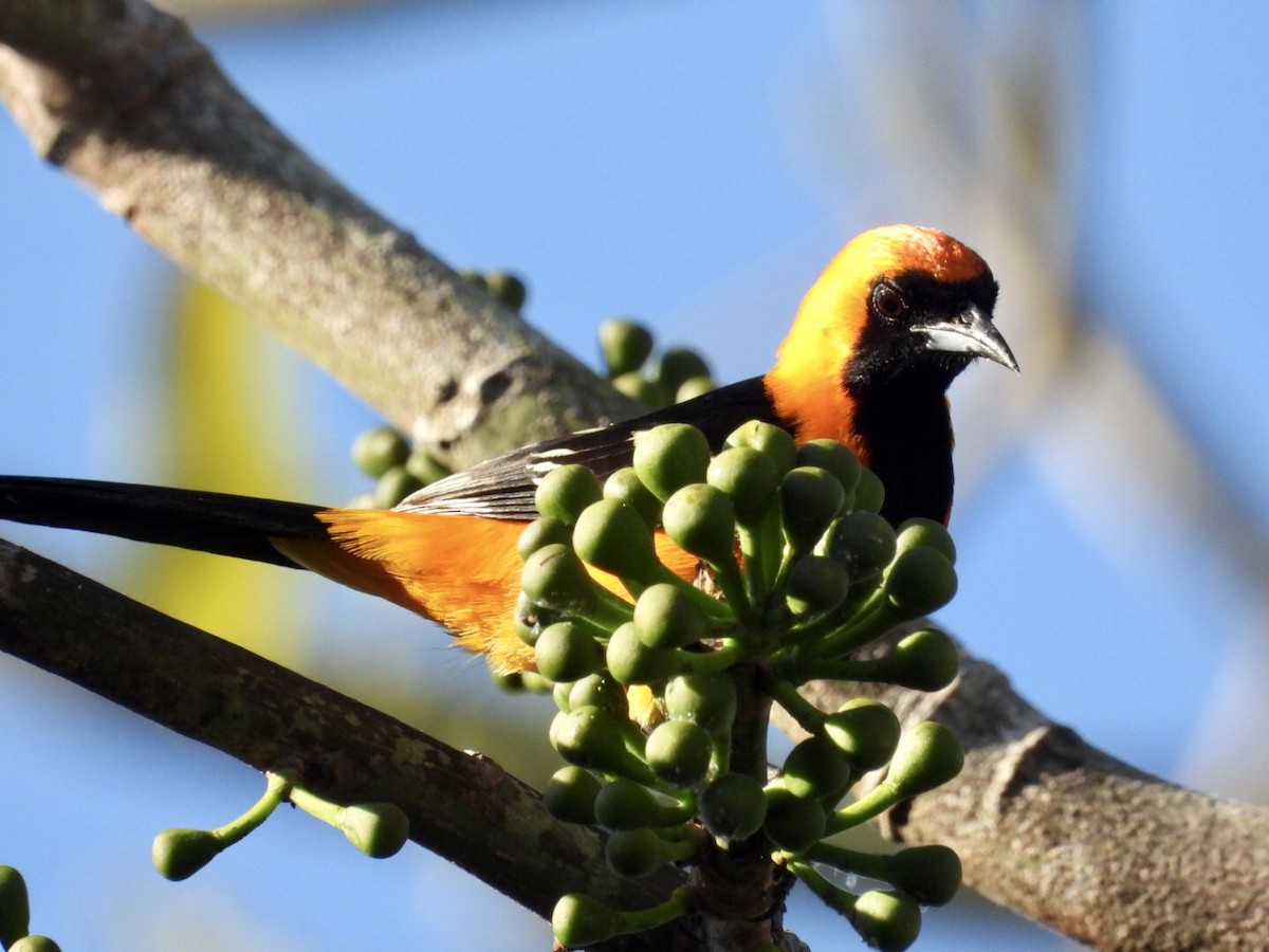 Hooded Oriole - ML647048838