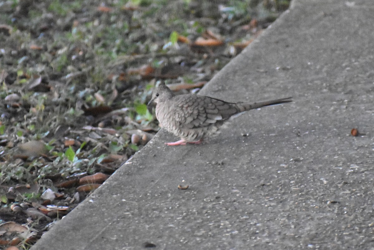 holoubek mexický - ML647048839