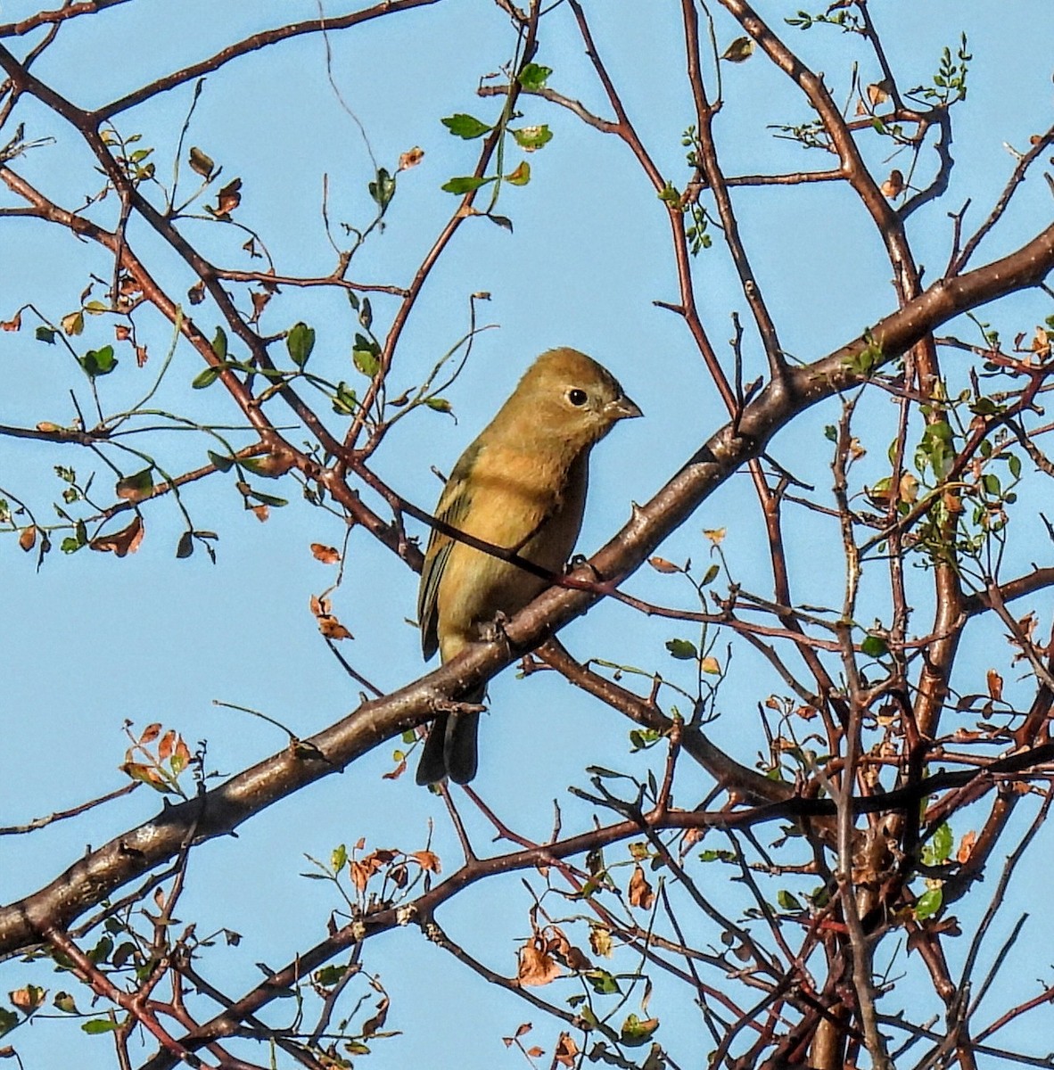 Lazuli Bunting - ML647048842
