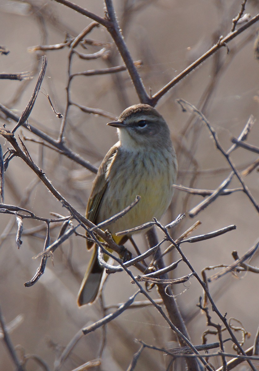 lesňáček bažinný - ML647048845