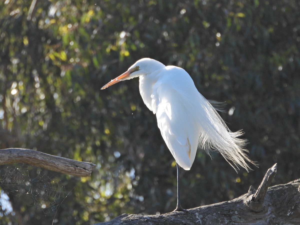 ダイサギ（亜種 チュウダイサギ） - ML647048852