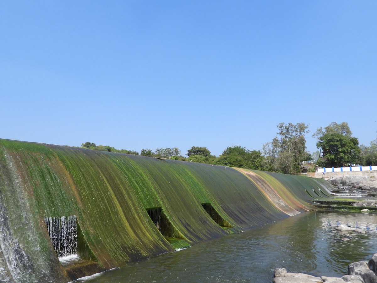 Indian Pond-Heron - ML647048853