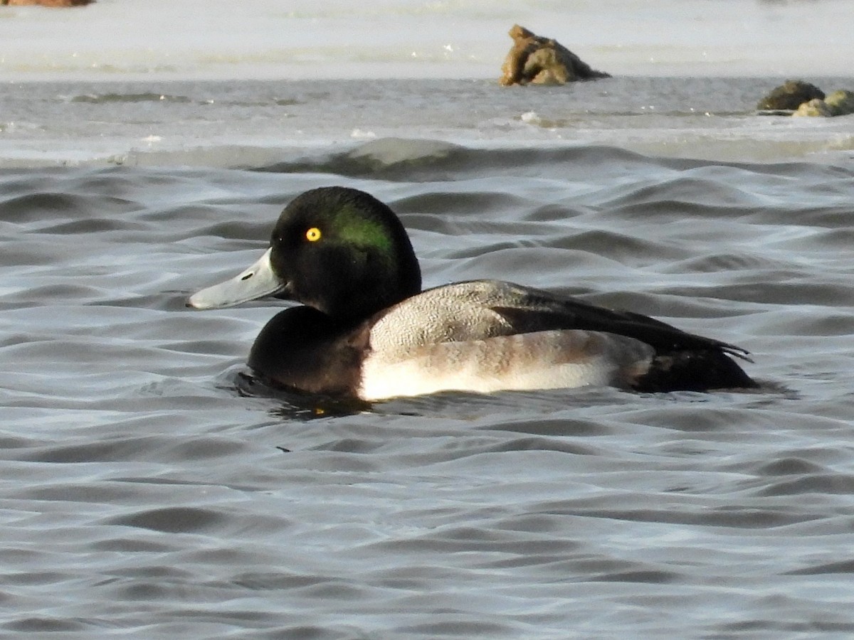Greater Scaup - ML647048855