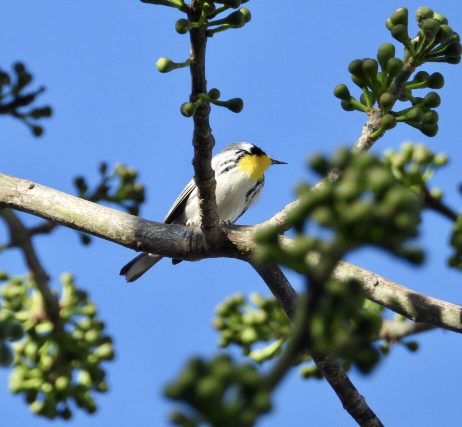 Paruline à gorge jaune - ML647048859