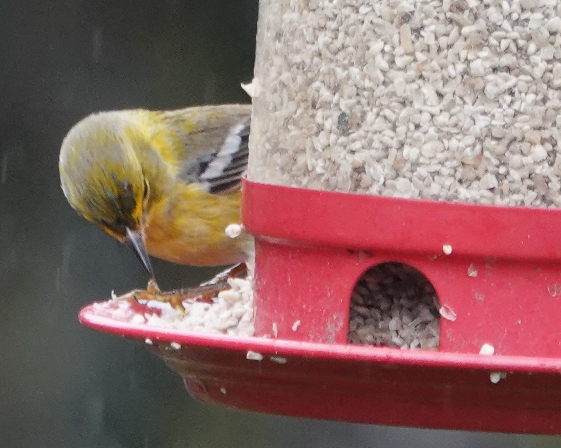 סבכון אורנים - ML647048860