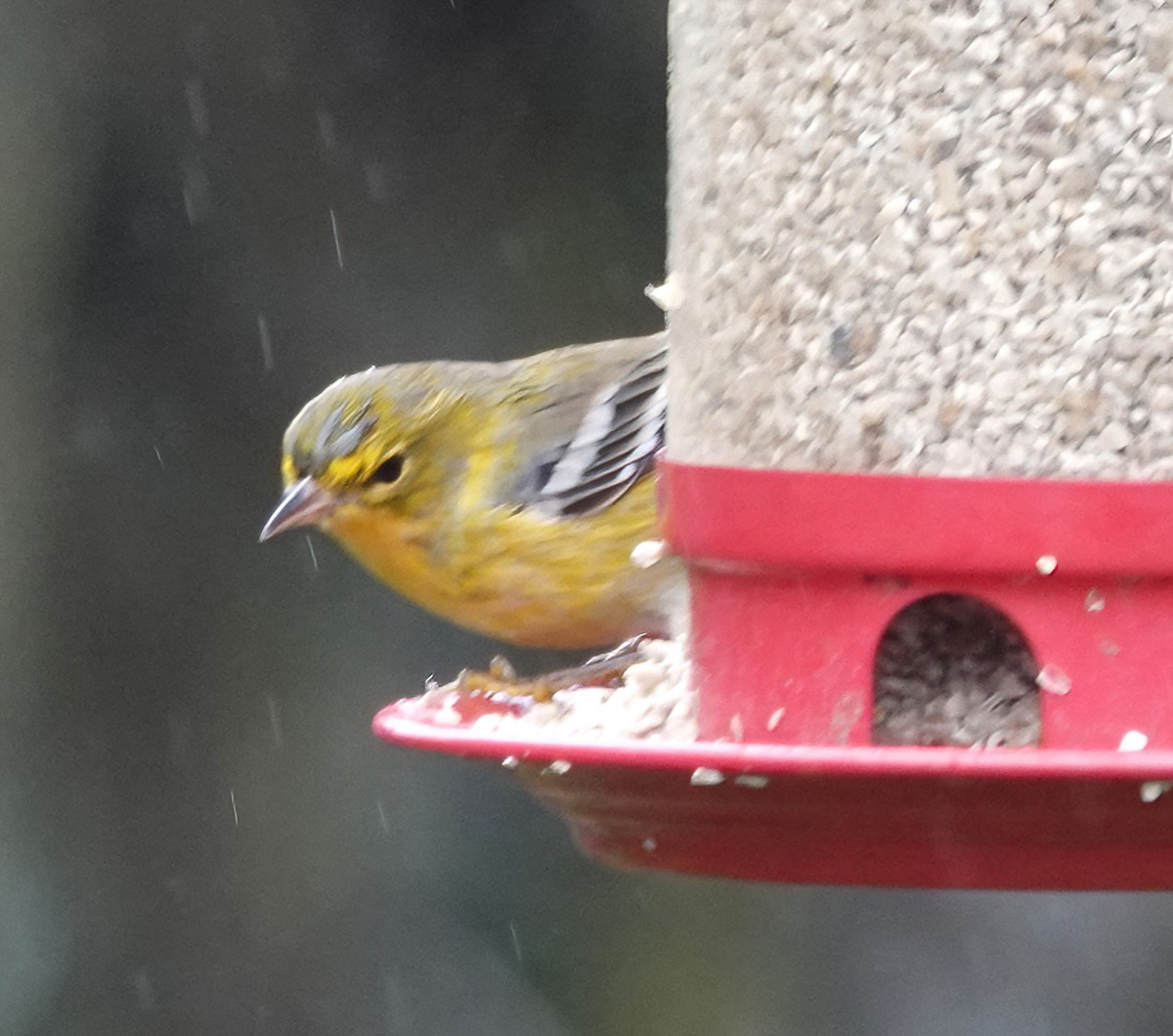 סבכון אורנים - ML647048861