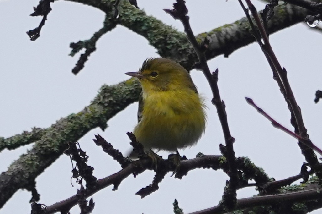 סבכון אורנים - ML647048862