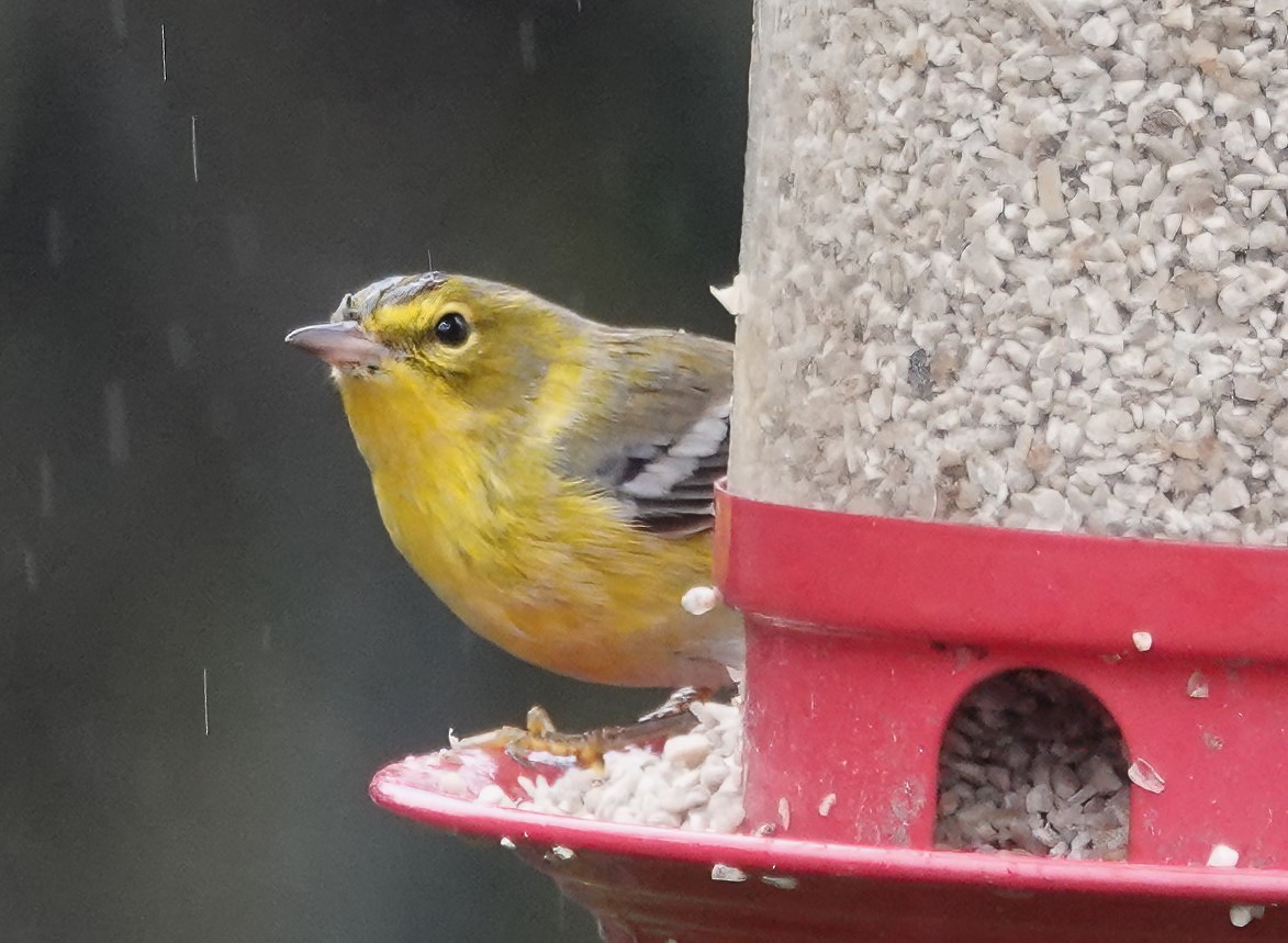 סבכון אורנים - ML647048863