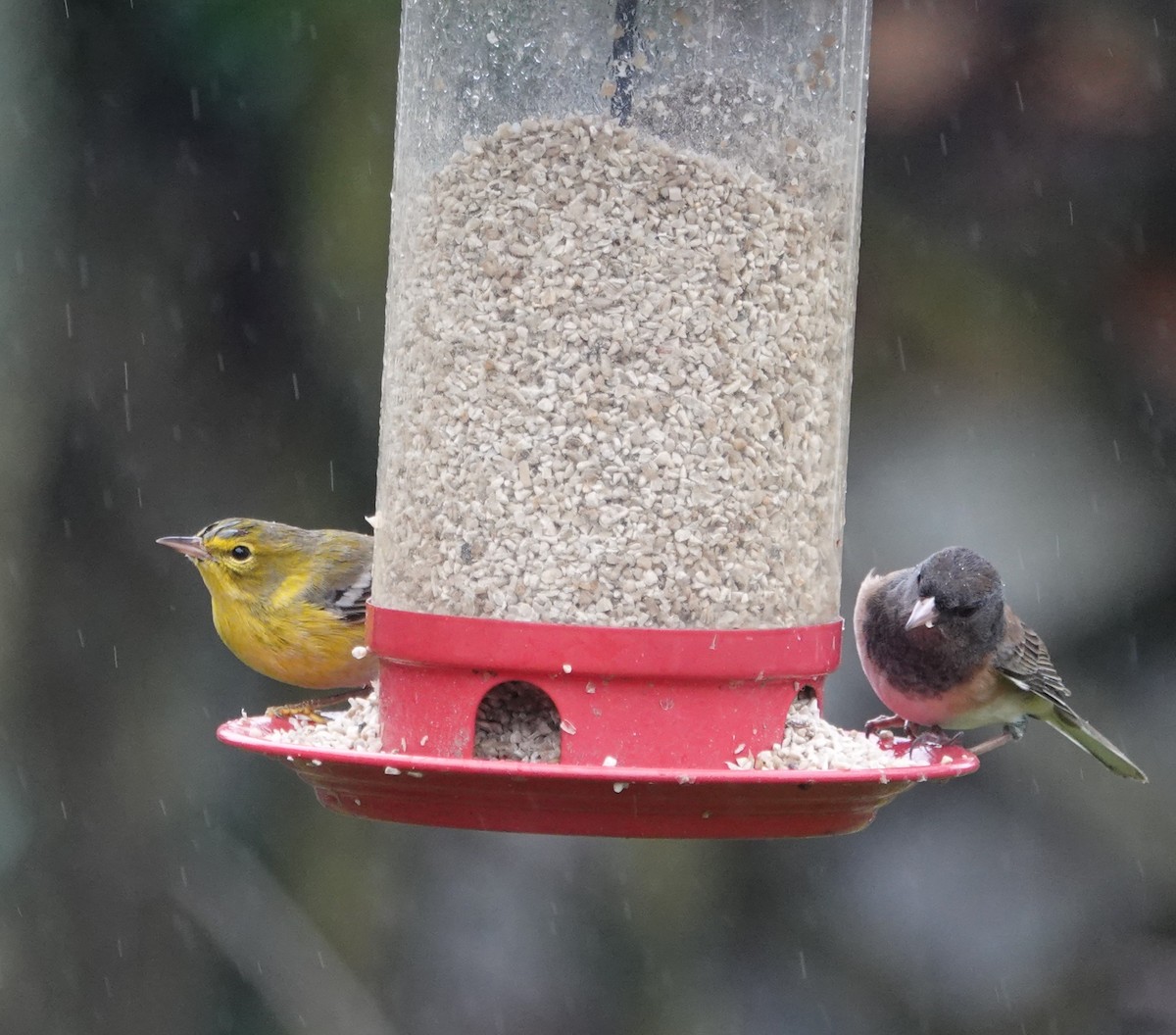 סבכון אורנים - ML647048864