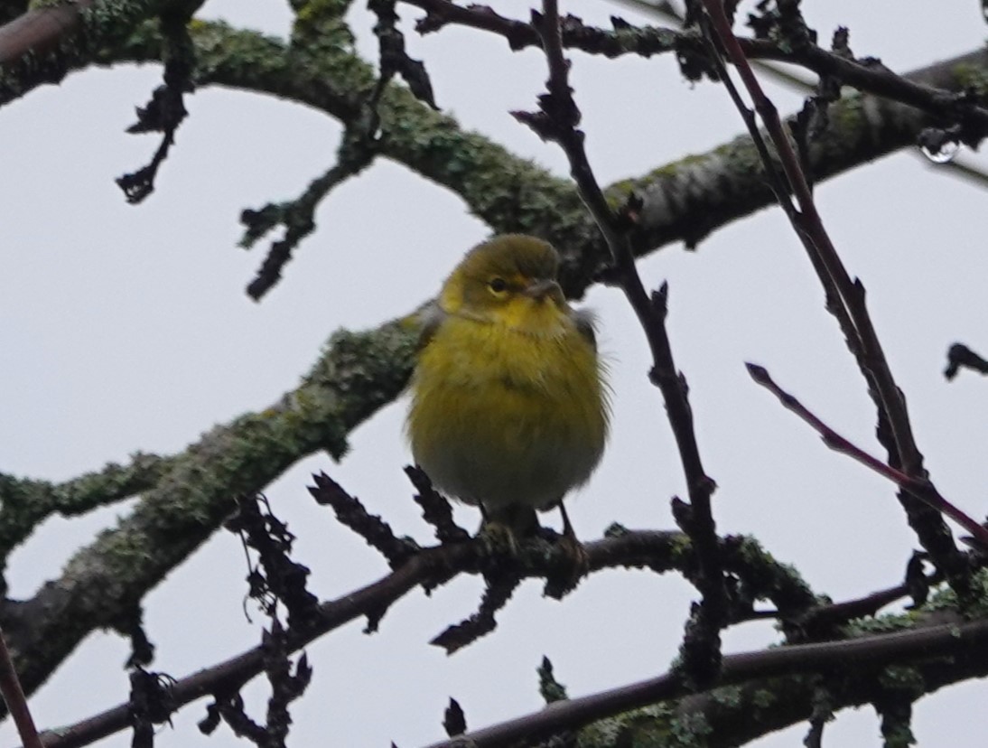 סבכון אורנים - ML647048865