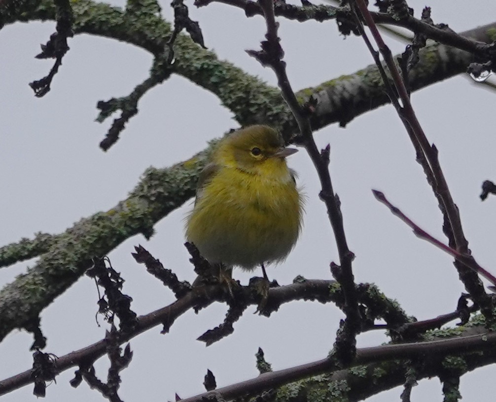 סבכון אורנים - ML647048866