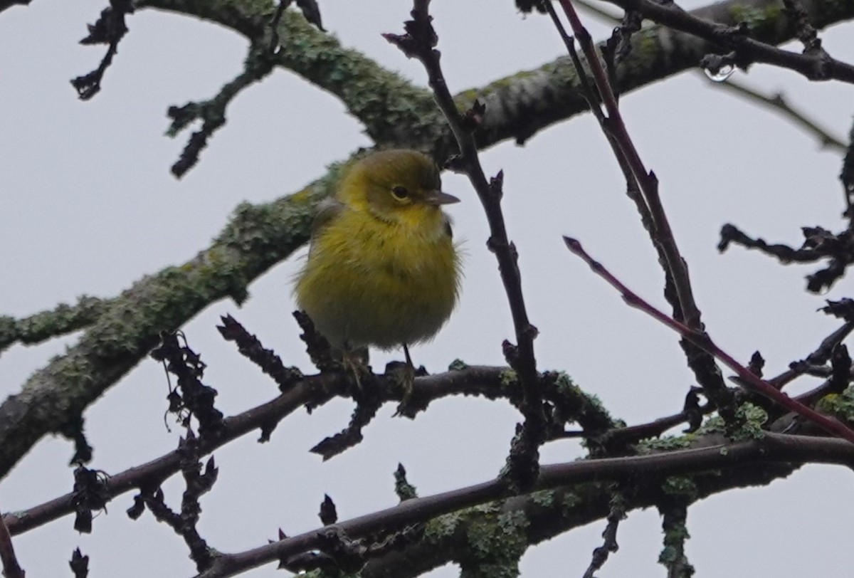 סבכון אורנים - ML647048867