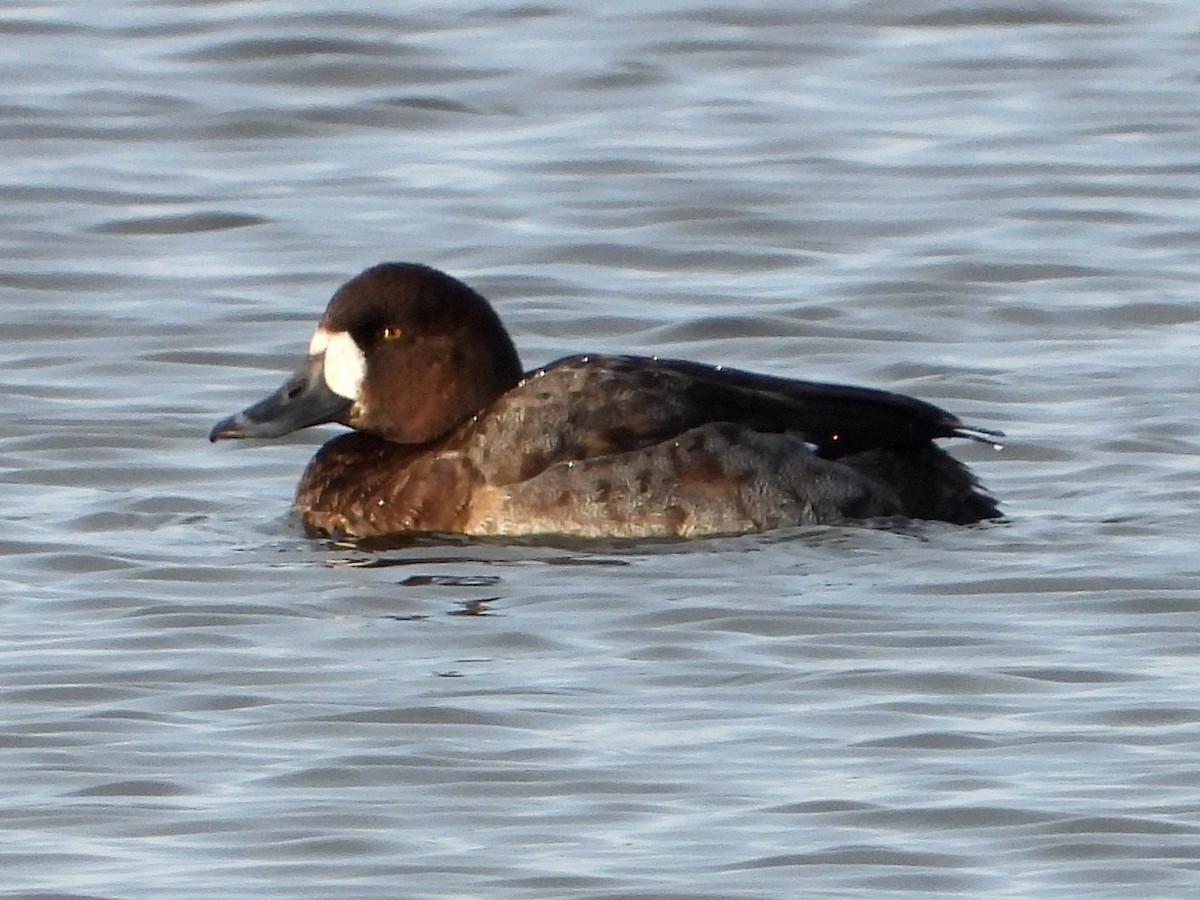 Greater Scaup - ML647048882