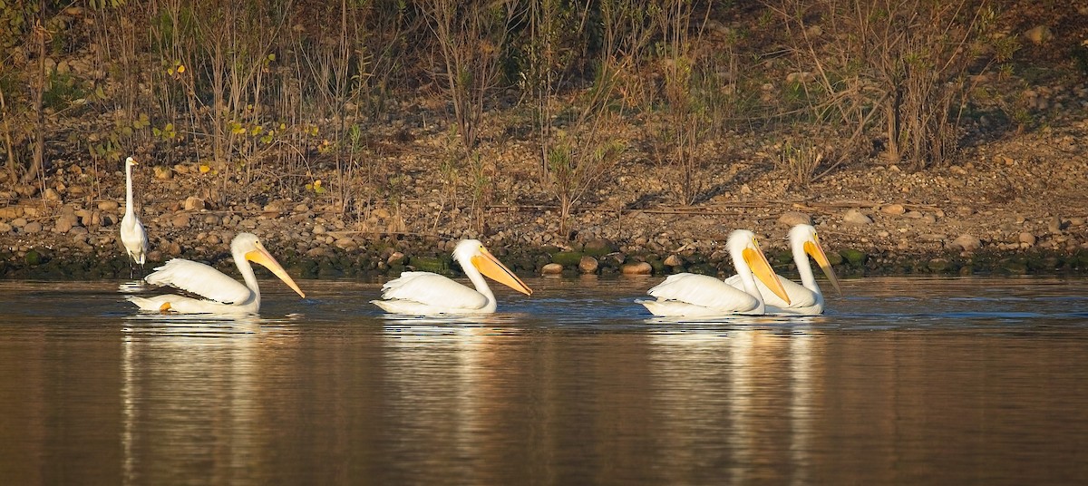 American White Pelican - ML647048887
