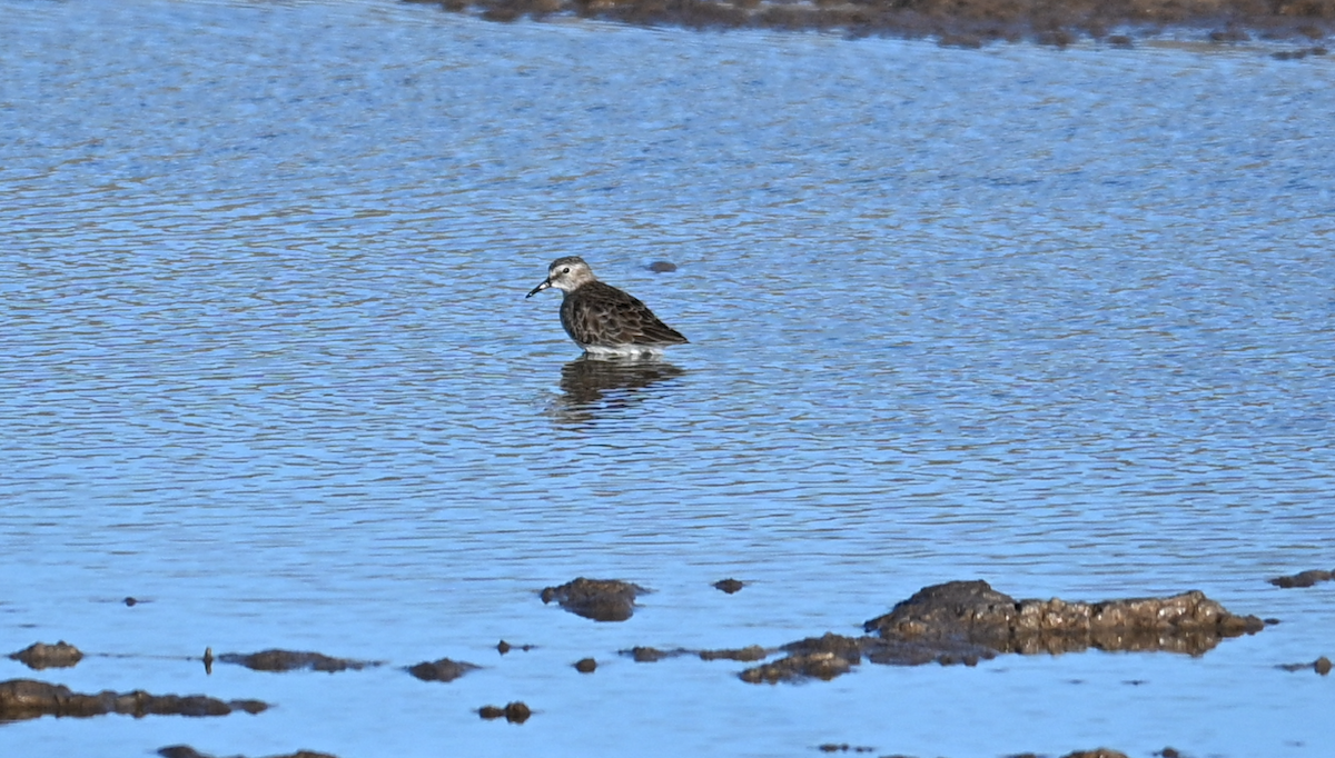 jespák drobný - ML647048899