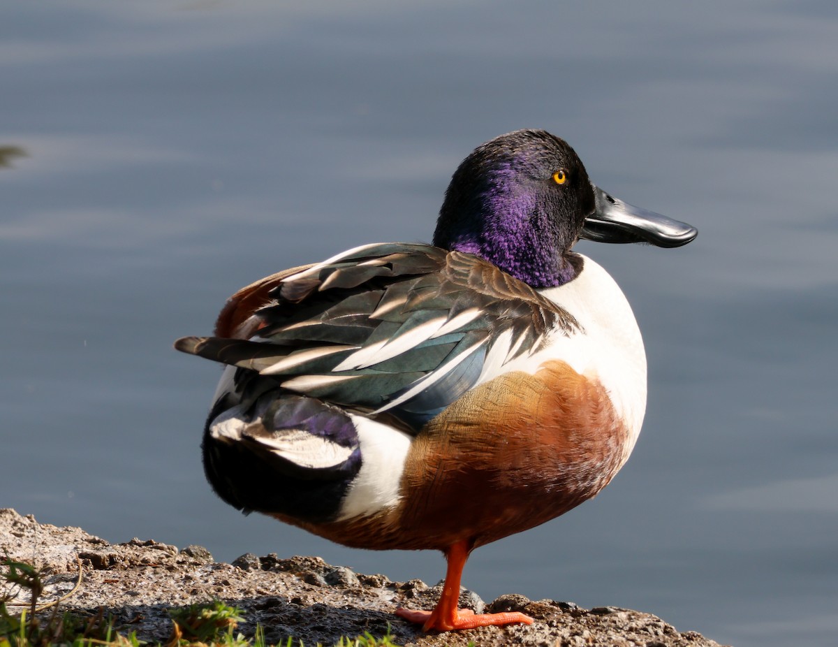 ハシビロガモ - ML647048905