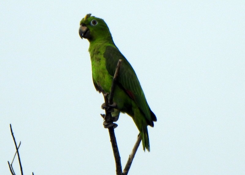 Yellow-crowned Amazon - ML647048906