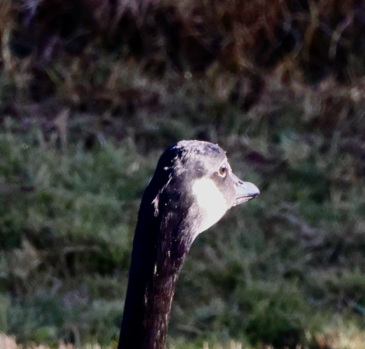 カナダガン - ML647048907