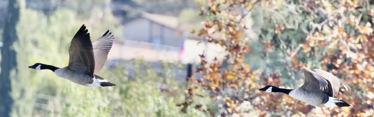 カナダガン - ML647048908