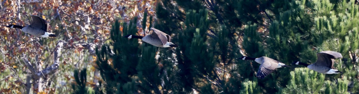 カナダガン - ML647048909